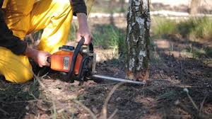 Trusted Brownsboro, TX  Tree Services Experts