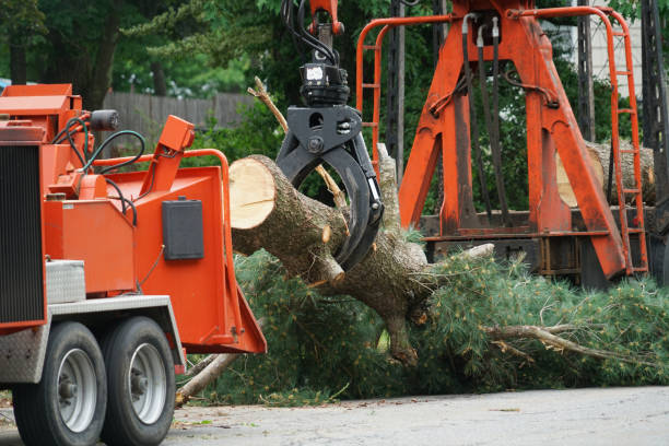 Organic Lawn Care Solutions in Brownsboro, TX